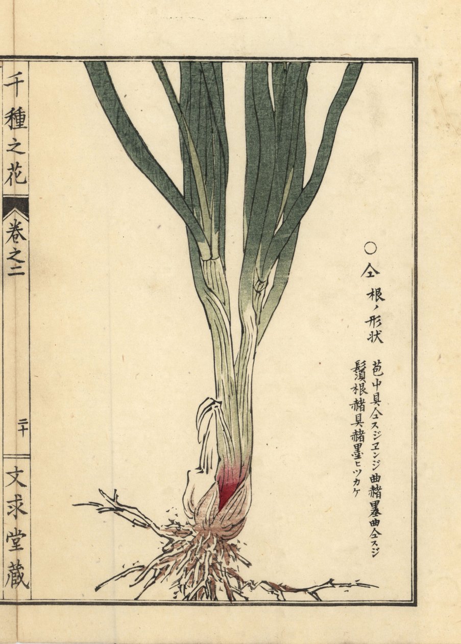 Nira eller kinesisk purløg rod og stilk, Allium tuberosum Rottler ex Spreng. Håndkoloreret træsnit af Kono Bairei fra Senshu no Hana (Tusind blomstervarianter), Bunkyudo, Kyoto. af Unbekannter Künstler