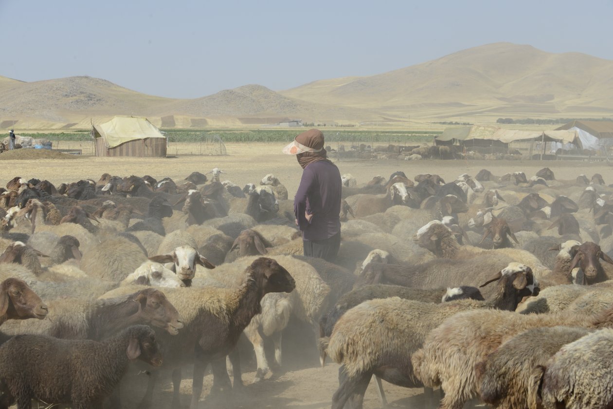 Nomadetelte mellem Tamar og Ashkhaneh, Iran 2022 (fotografi) af Unbekannter Künstler