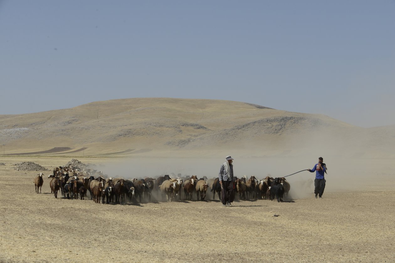 Nomadetelte mellem Tamar og Ashkhaneh, Iran 2022 (fotografi) af Unbekannter Künstler