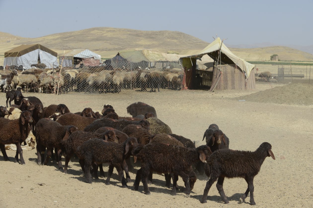 Nomadetelte mellem Tamar og Ashkhaneh, Iran 2022 (fotografi) af Unbekannter Künstler