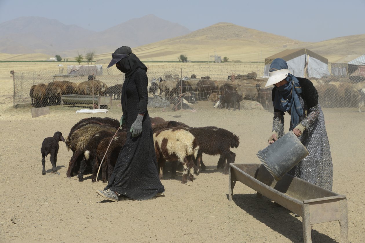 Nomadetelte mellem Tamar og Ashkhaneh, Iran 2022 (fotografi) af Unbekannter Künstler