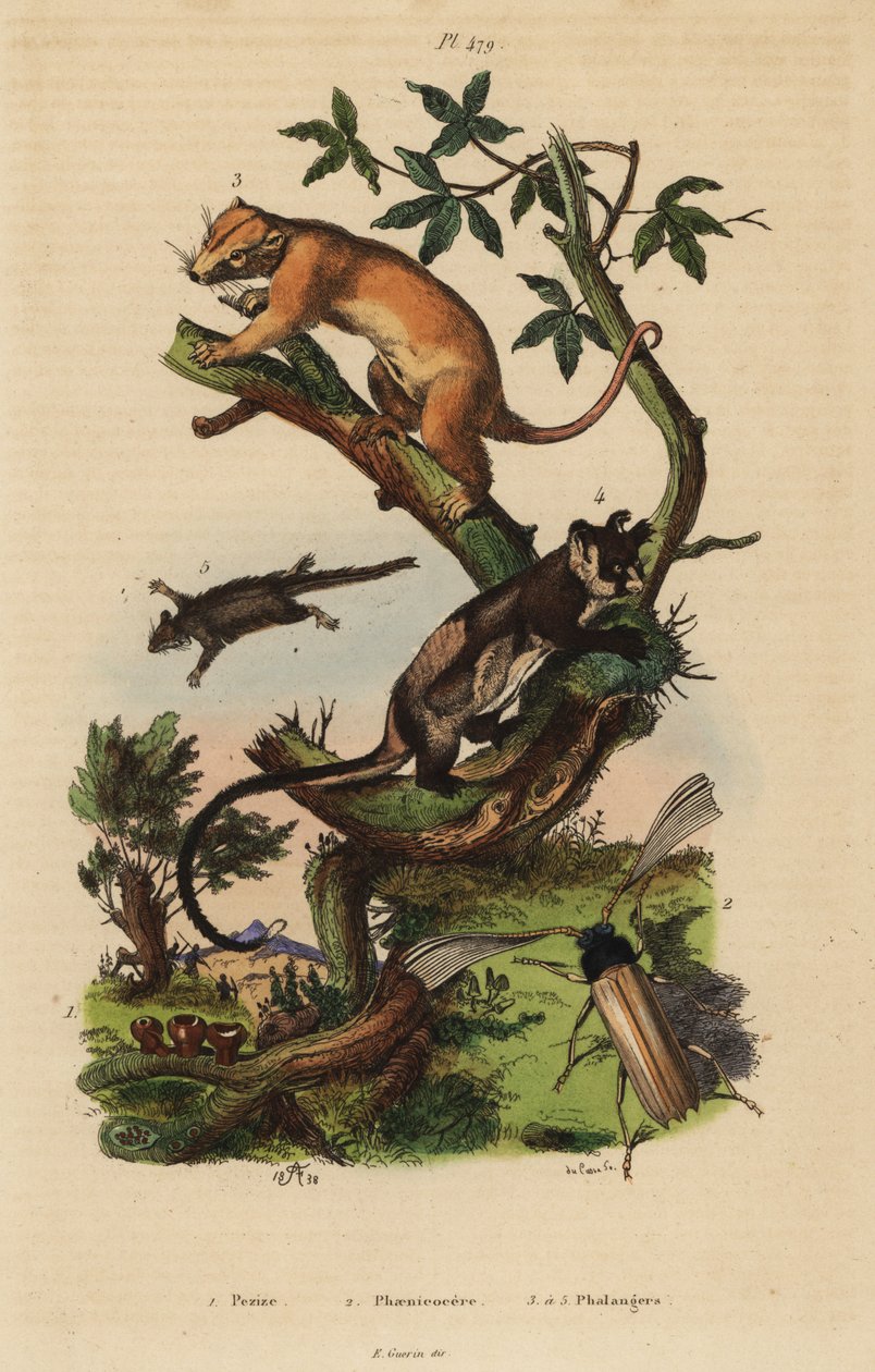 Northern common cuscus, Phalanger orientalis 3, gulbuget svævefly, Petaurus australis 4, fjerhalesvævefly, Acrobates pygmaeus 5, Peziza svampe 1 og Psygmatocerus wagleri bille 2 af Unbekannt