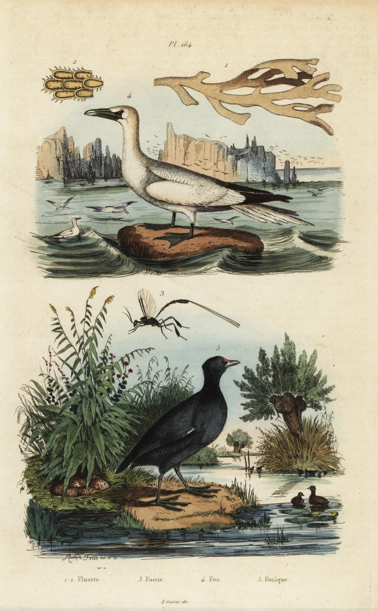 Nordsule, Morus bassanus 4, hønsehøne, Fulica rufifrons 5, Flustra foliacea tang 1,2 og Gasteruption hveps 3 af Unbekannt