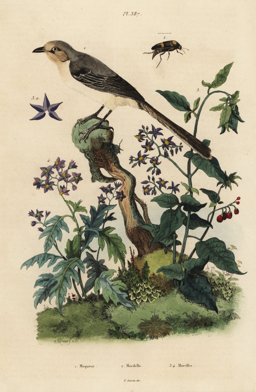 Nordlig spottfugl, Mimus polyglottos orpheus 1, bittersød natskygge, Solanum dulcamara 3, Solanum quercifolium 4, Mordella fasciata bille 2 af Unbekannt