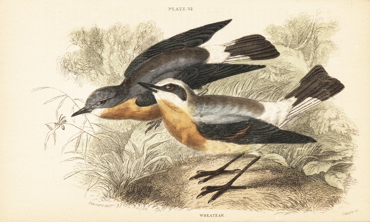 Nordlig hvede, Oenanthe oenanthe. 1889 (gravering) af Unbekannter Künstler