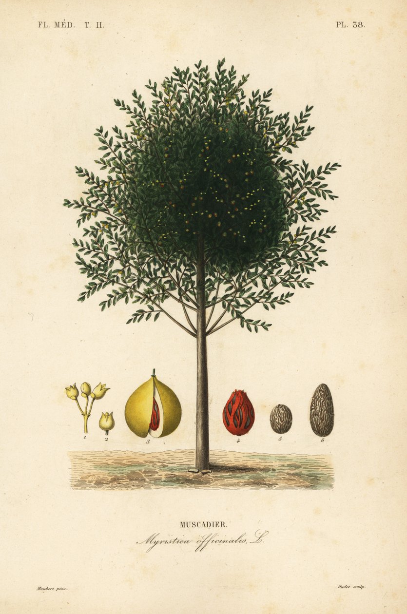 Muskatnød og muskulaturtræ, Myristica fragrans, Myristica officinalis, Muscadier af Unbekannt