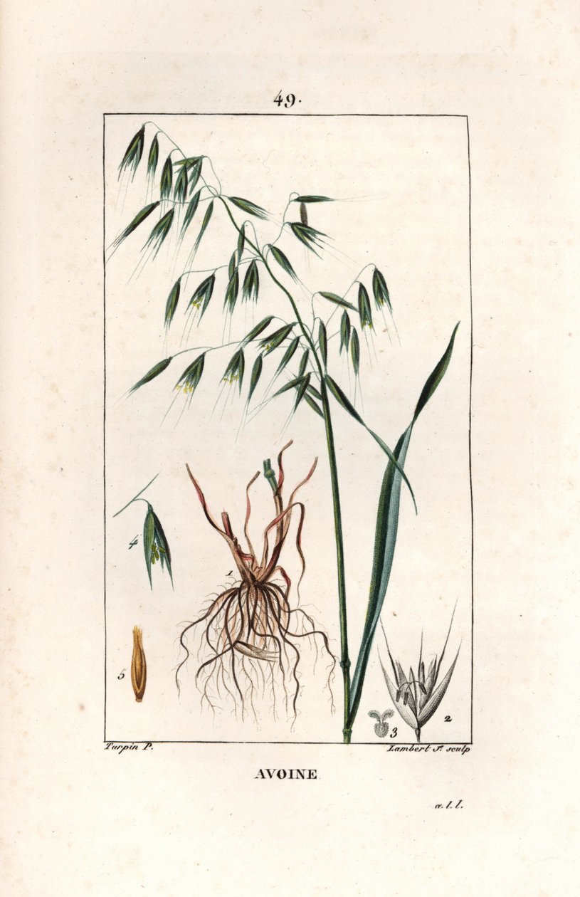 Oats Cultivee eller Byzantine oats - Stik af Lambert fils, efter tegning af Pierre Jean Francois Turpin (1775-1840), uddraget af La flore medicale, af Chaumeton, Poiret et Chamberet, Paris 1830 - Havre, Avena sativa - Stik af Lambert Junior fra af Unbekannter Künstler