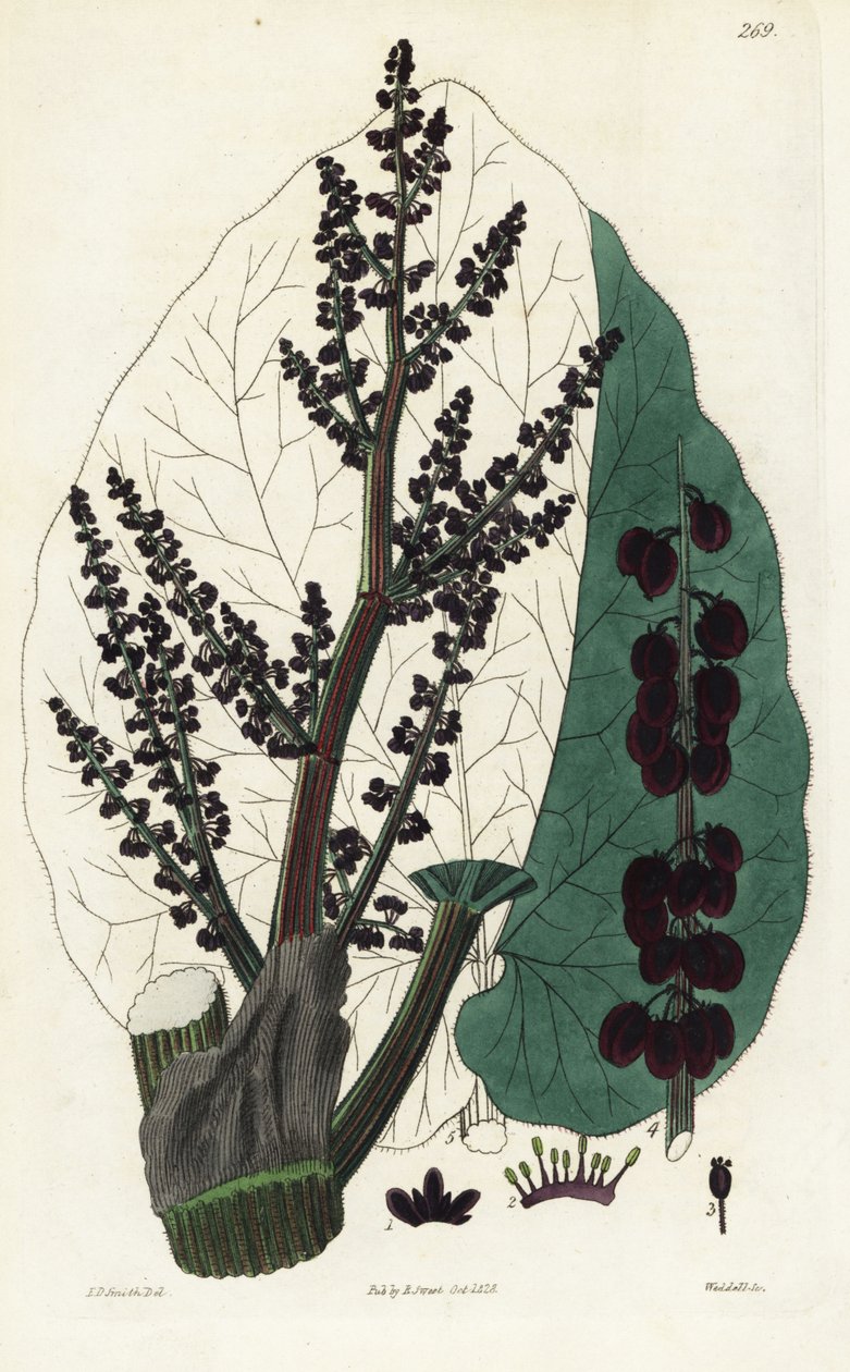Officinel rabarber, Southern Rheum. Håndkoloreret kobberstik af Weddell efter en botanisk illustration af Edward Dalton Smith fra Robert Sweet