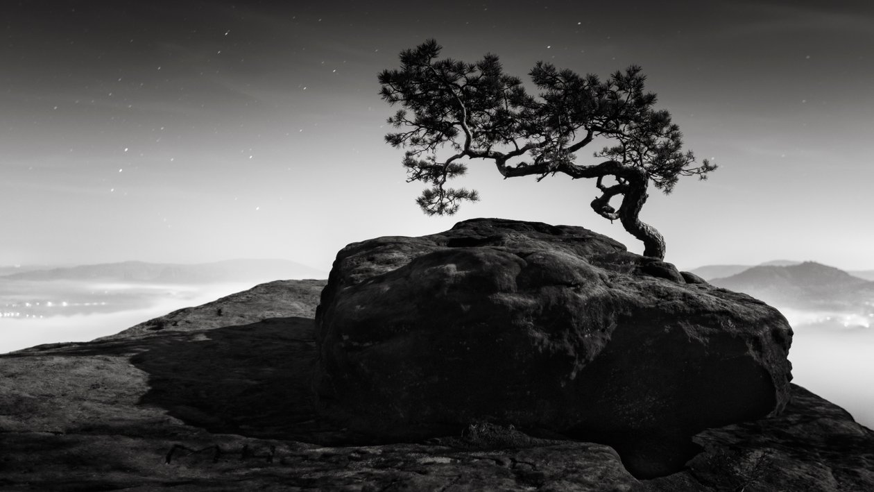 Old Pine, Lilienstein, Schweiz, 2015 (s/h-billede) af Leopold Blonder