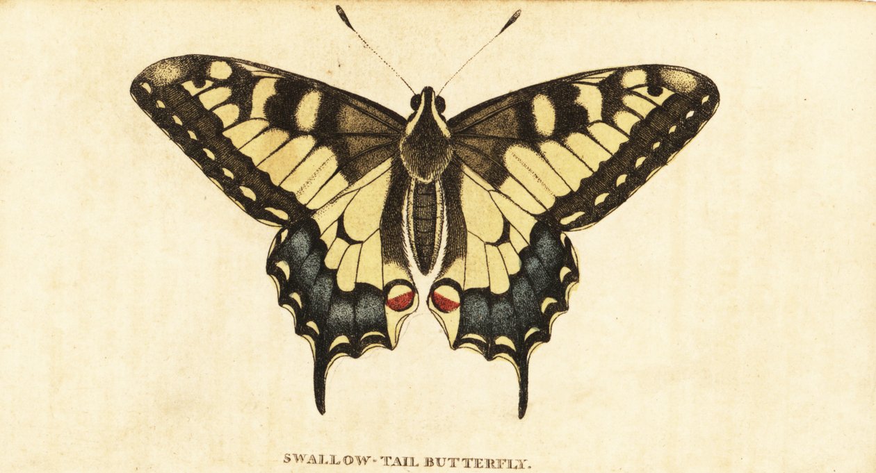 Old World svalehale, Papilio machaon., 1800 (gravering) af Unbekannter Künstler