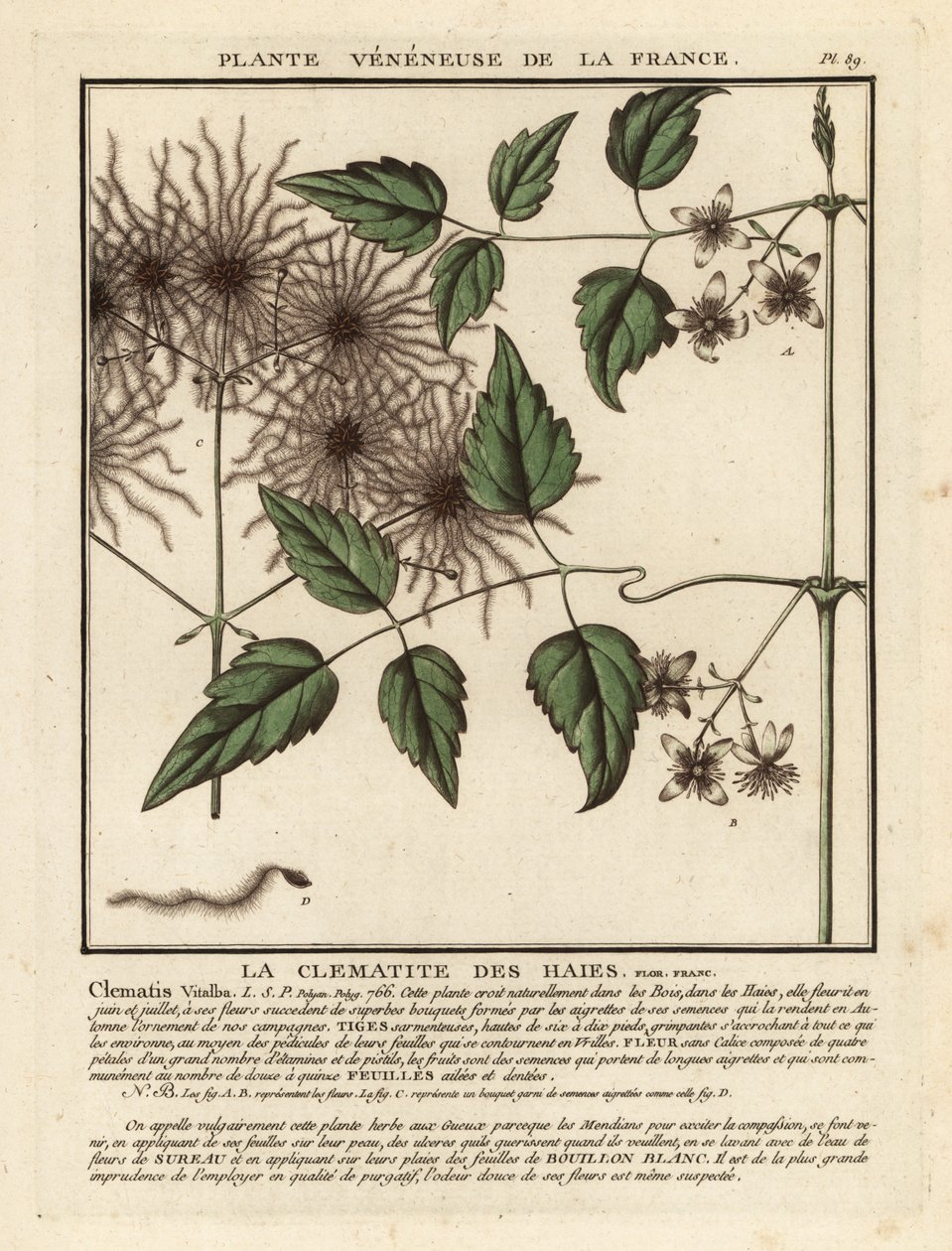 Gammel mands skæg, Clematis vitalba. af Unbekannter Künstler