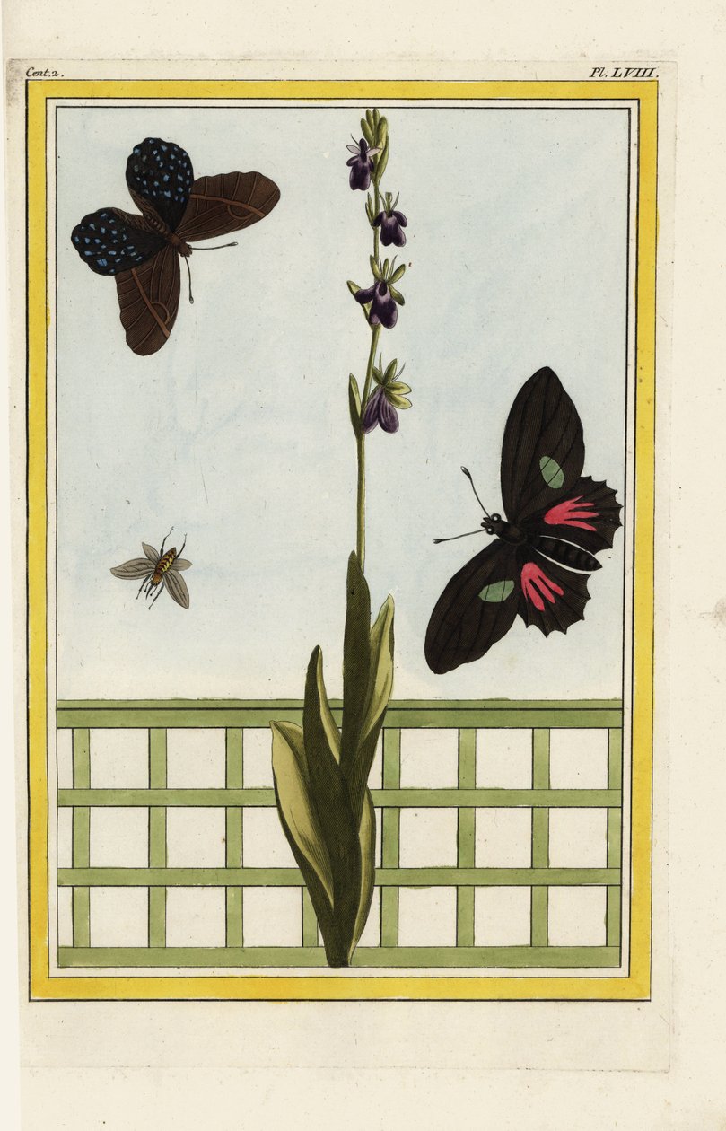 Ophrise har insektformede blomster. Flueorkidé, Ophrys insectifera. Doris langvinge, Heliconius doris. Håndkoloreret radering fra Pierre Joseph Buchoz 