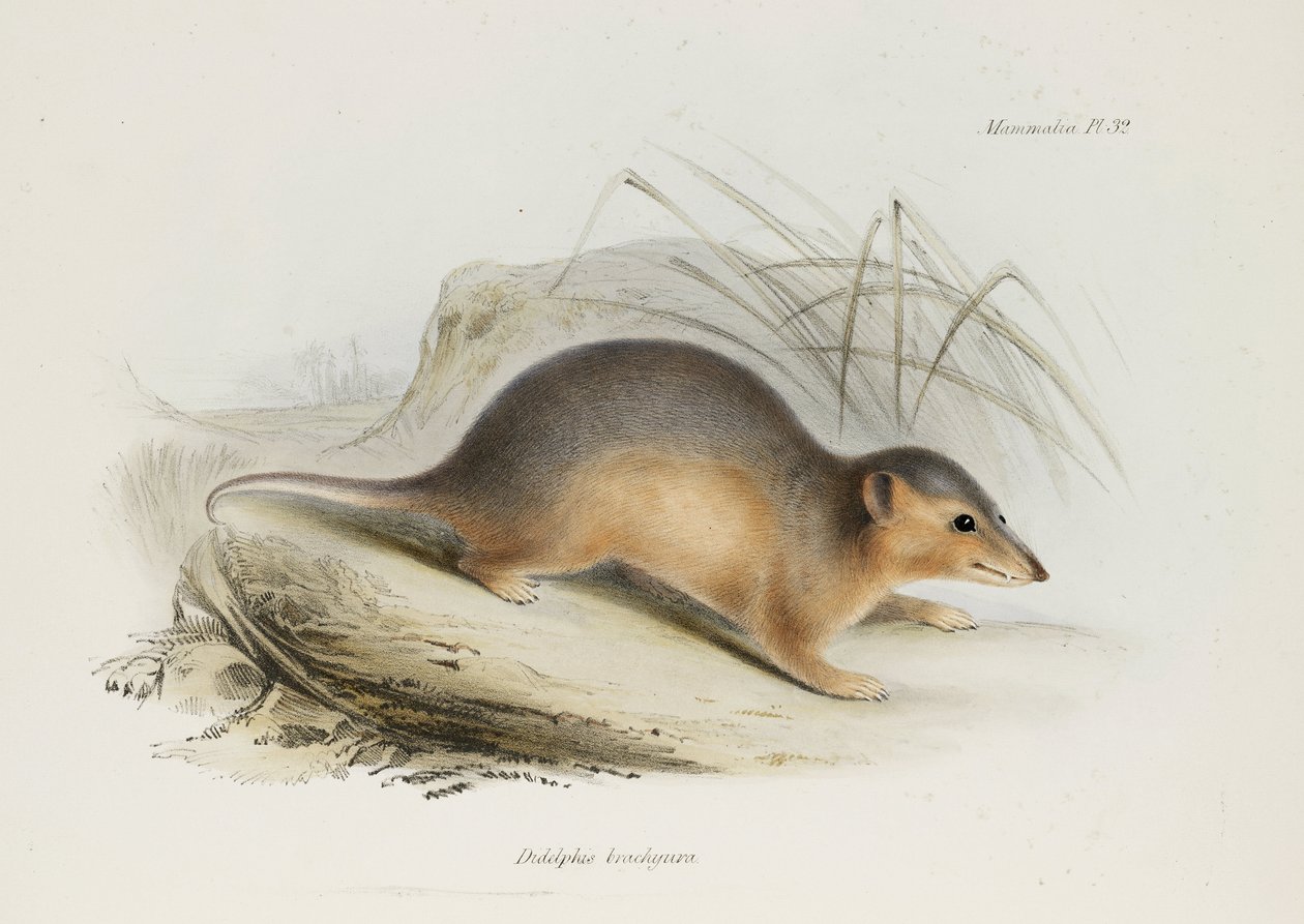 Modsat, c 1832-1836 af Unbekannt