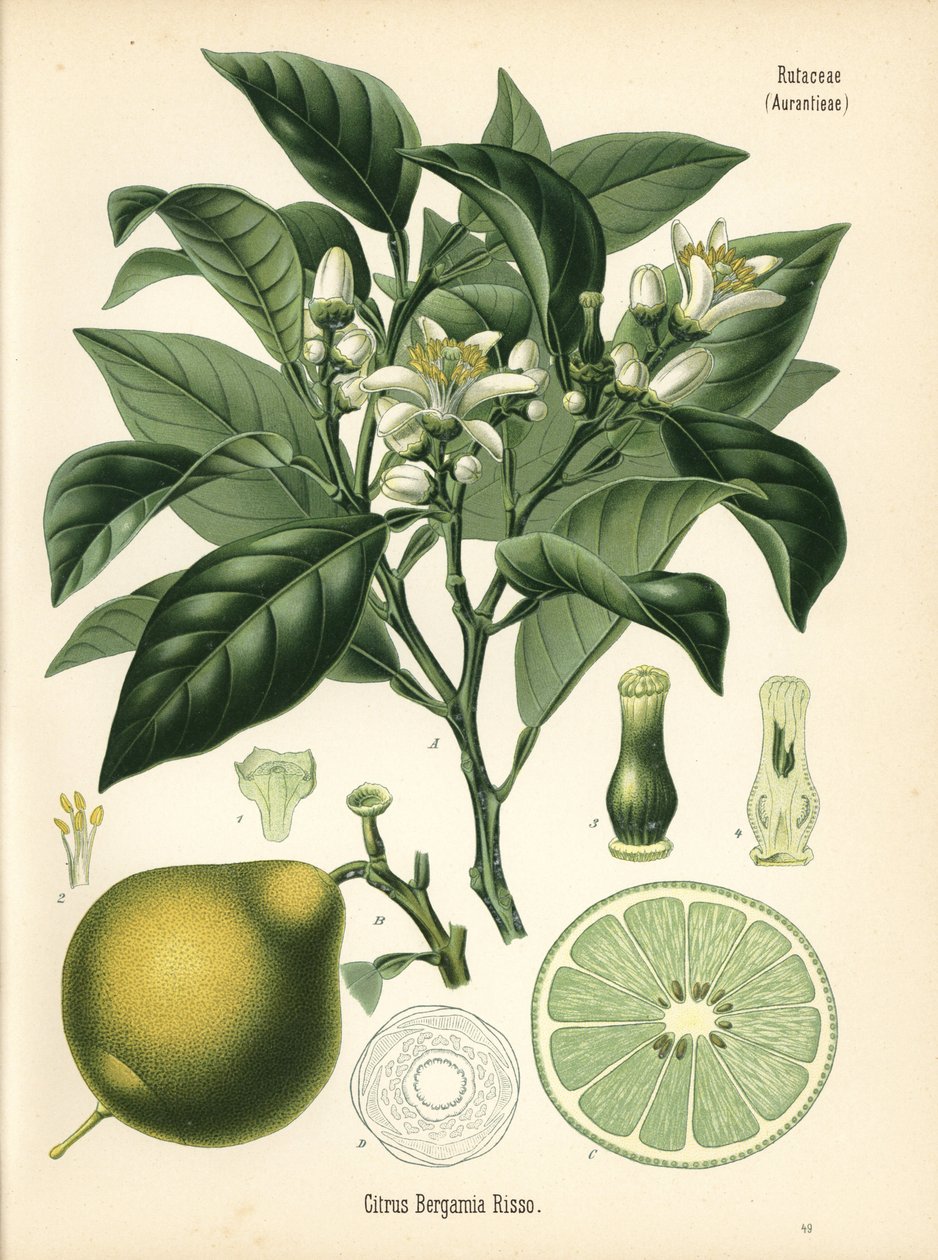 Orange bergamotte, Citrus bergamia. Kromolitografi efter en botanisk illustration fra Hermann Adolph Koehler