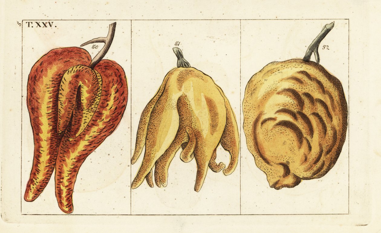 Appelsiner, misformede og løgformede, Citrus aurantium. af Unbekannter Künstler