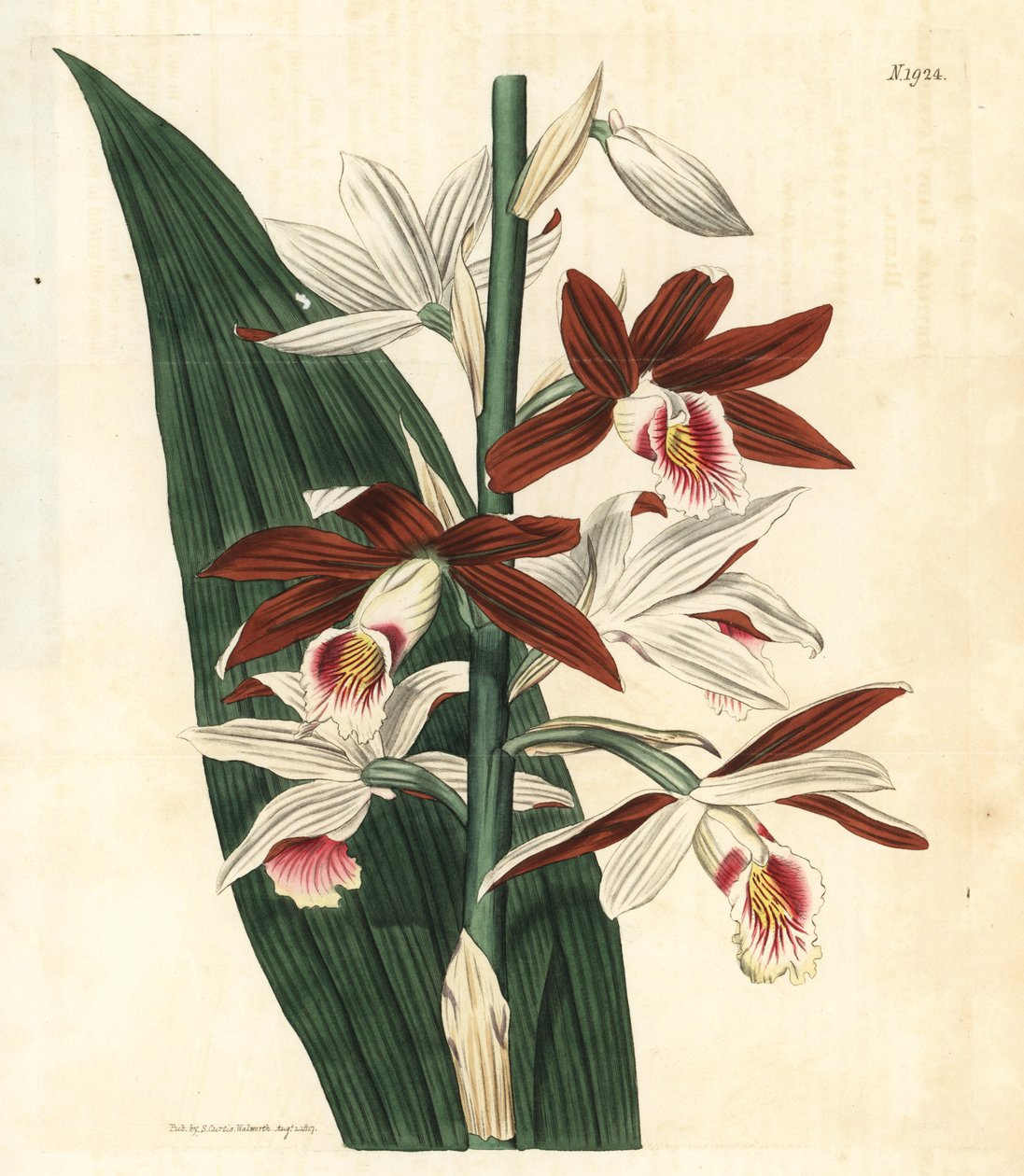 Orkidévarieteten Bifrenaria - Stor sump-orkidé Phaius tankervilleae (Lady Tankerville