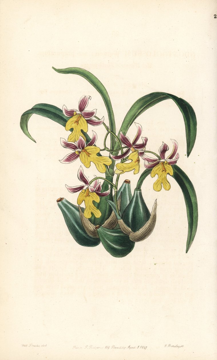 Orkidésorten Oncidium - Oncidium ghiesbreghtianum orkidé (Mr. Warners tandtunge, Odontoglossum warneri var. purpuratum). Håndkoloreret kobberstik af George Barclay efter en illustration af Miss Sarah Drake fra Edwards