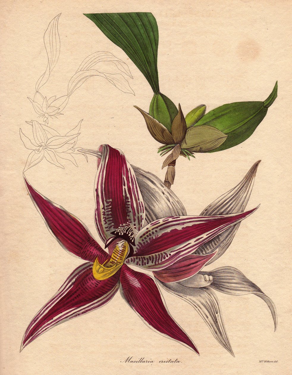 Orkidévariant, Paphinia (Maxillaria) cristata, endemisk art i det nordlige Sydamerika. En nedhængende blomsterstand med en stjerneformet blomst, karmoisinrød med hvide striber. Illustration af Augusta Innes Withers (1793-1877), i The Botanist, serien af Unbekannter Künstler