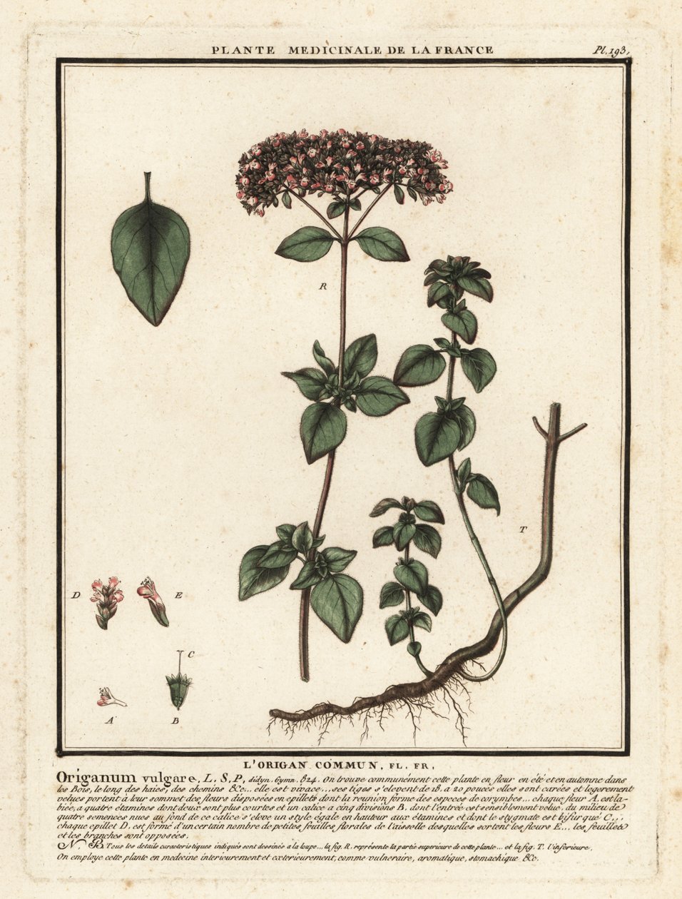 Oregano eller vild merian, Origanum vulgare. af Unbekannter Künstler