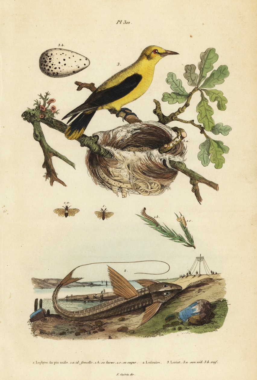 Oriole solsort, Gymnomystax mexicanus, rede og æg 3, chokolade loricarid pansermaller, Loricaria cataphracta 2 og fyrresavflue, Neodiprion sertifer 1 af Unbekannt