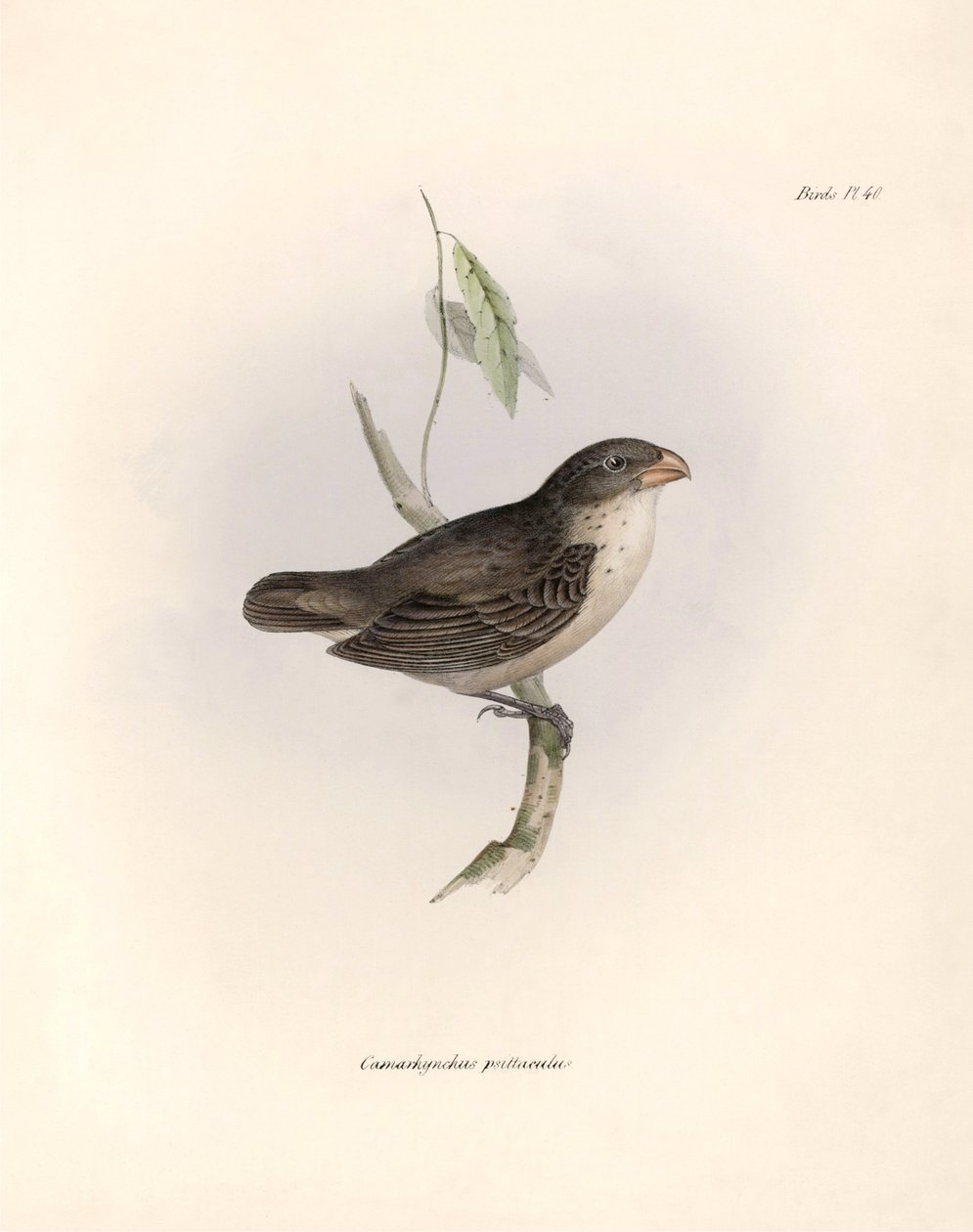 Ornitologi: "Camarhynchus psittaculus or Geospize psittacin" Beskrivelse af en spurvefugl af Charles Darwin (1809-1882) observeret under hans ekspedition ombord på Beagle. Planche fra "The zoology of the voyage of H.M.S. Beagle. Flight. III, Fugle beskreve af Unbekannter Künstler