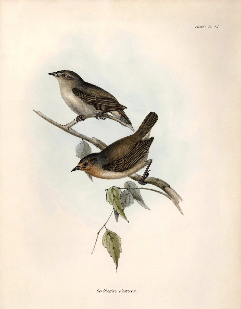 Ornitologi: "Certhidea olivacea" Geospize oliven observeret og beskrevet af Charles Darwin under hans ekspedition ombord på Beagle. Planche fra "The zoology of the voyage of H.M.S. Beagle. Flight. III, Fugle beskrevet af John Gould, med omtale af deres af Unbekannter Künstler