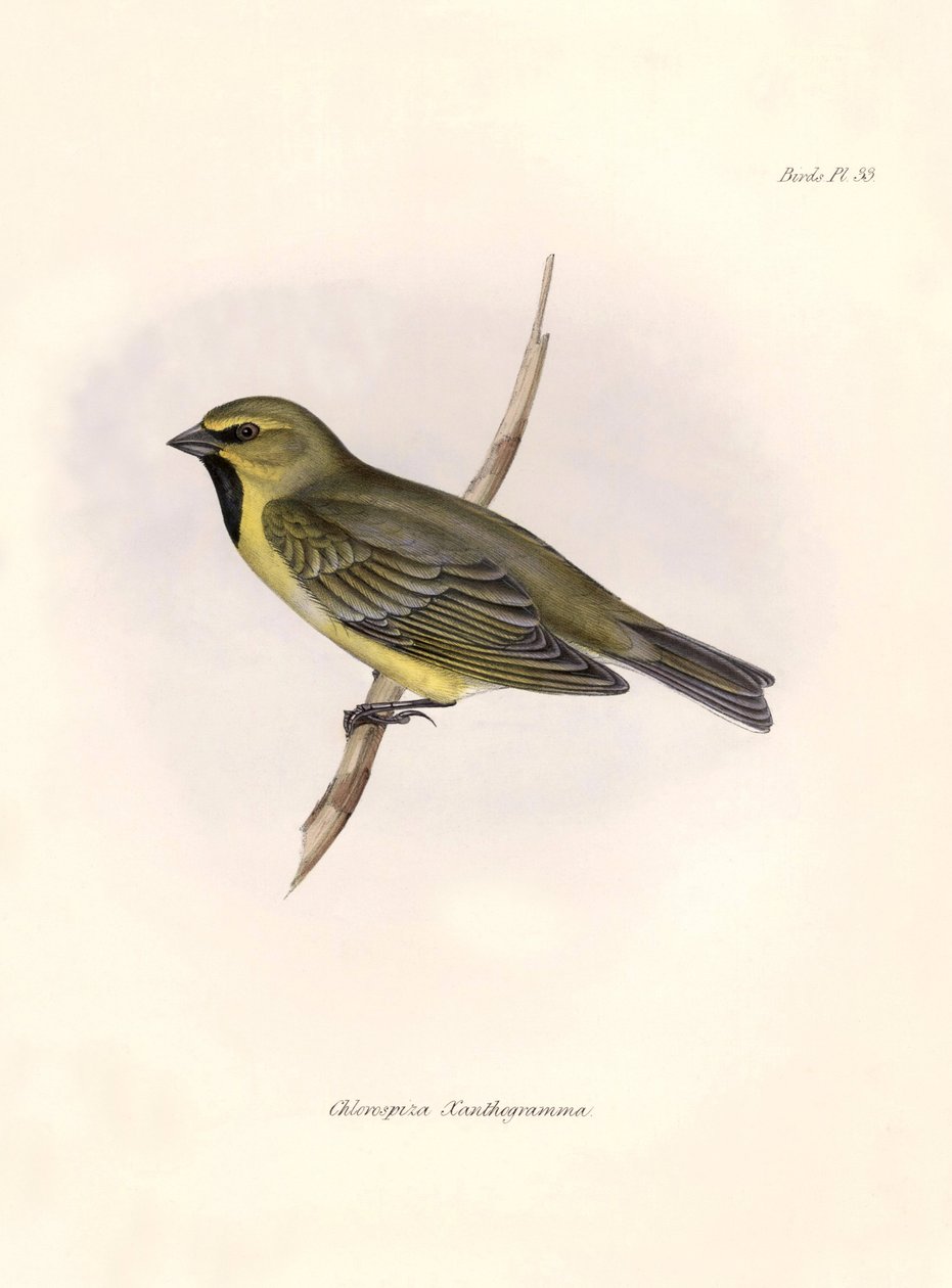 Ornitologi: "Chlorospiza xanthogramma" Beskrivelse af en spurvefugl af Charles Darwin (1809-1882) observeret under hans ekspedition ombord på Beagle. Planche fra "The zoology of the voyage of H.M.S. Beagle. Flight. III, Fugle beskrevet af John Gould, med n af Unbekannter Künstler