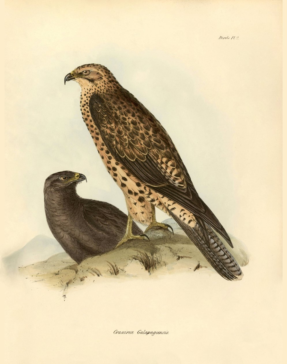 Ornitologi: "Craxirex Galapagoensis"-dyse fra Galapagos beskrevet af Charles Darwin (1809-1882) under hans ekspedition om bord på Beagle. Planche fra "Birds described by John Gould, with notice of their habits by Charles Darwin". af Unbekannter Künstler