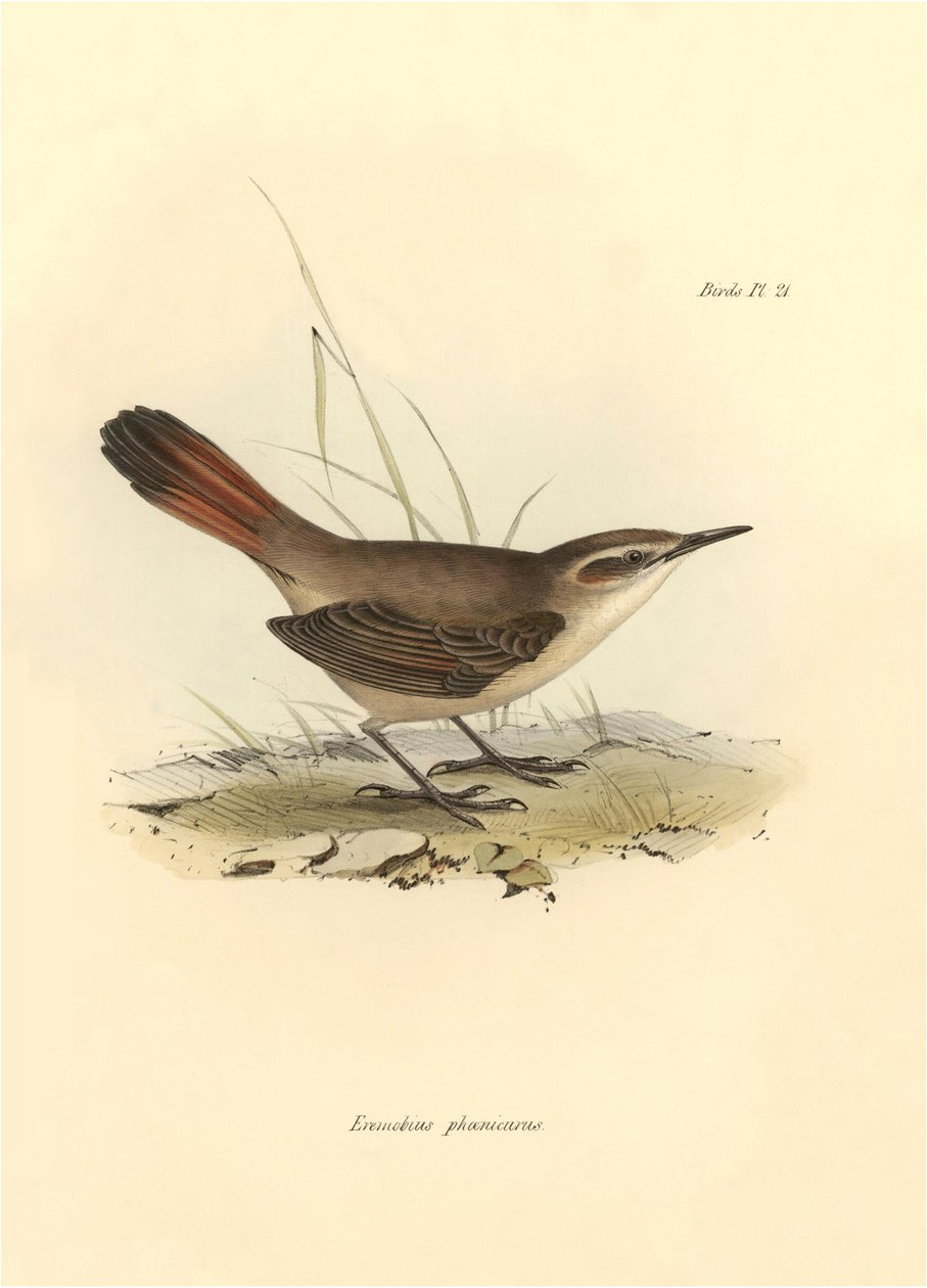 Ornitologi: "Eremobius phoenicurus" beskrevet af Charles Darwin under hans ekspedition om bord på Beagle. Planche fra "The zoology of the voyage of H.M.S. Beagle. Flight. III, Birds described by John Gould, with notice of their habits by Charles Darwin". af Unbekannter Künstler