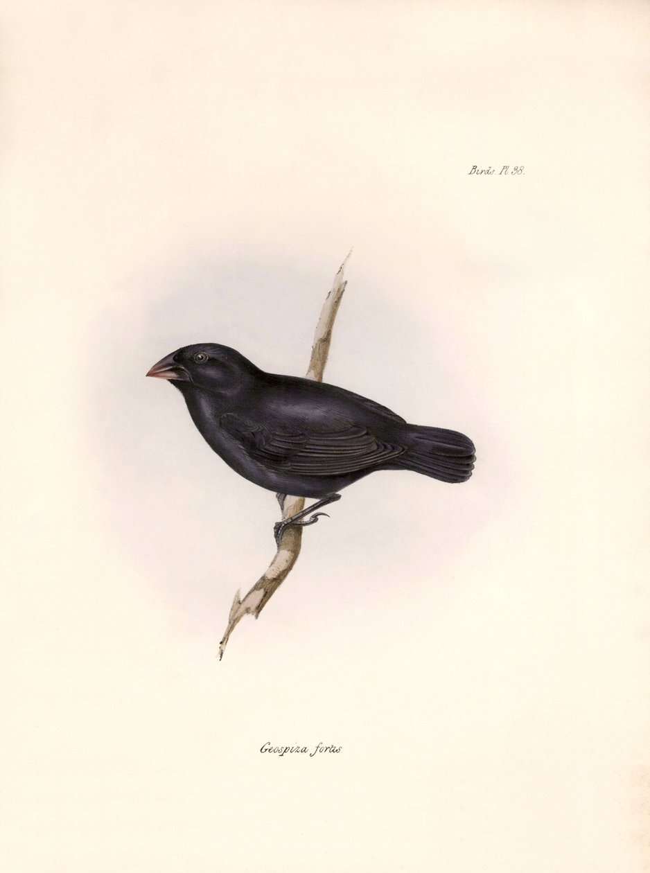 Ornitologi: "Geospiza fortis or geospize a medium-beaked" Beskrivelse af en spurvefugl af Charles Darwin (1809-1882) observeret under hans ekspedition ombord på Beagle. Planche fra "The zoology of the voyage of H.M.S. Beagle. Flight. III, Fugle beskrevet a af Unbekannter Künstler