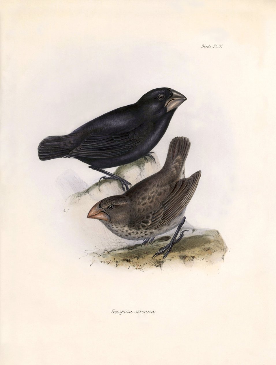 Ornitologi: "Geospiza strenua or geospize" Beskrivelse af en spurvefugl af Charles Darwin (1809-1882) observeret under hans ekspedition ombord på Beagle. Planche fra "The zoology of the voyage of H.M.S. Beagle. Flight. III, Fugle beskrevet af John Gould, m af Unbekannter Künstler