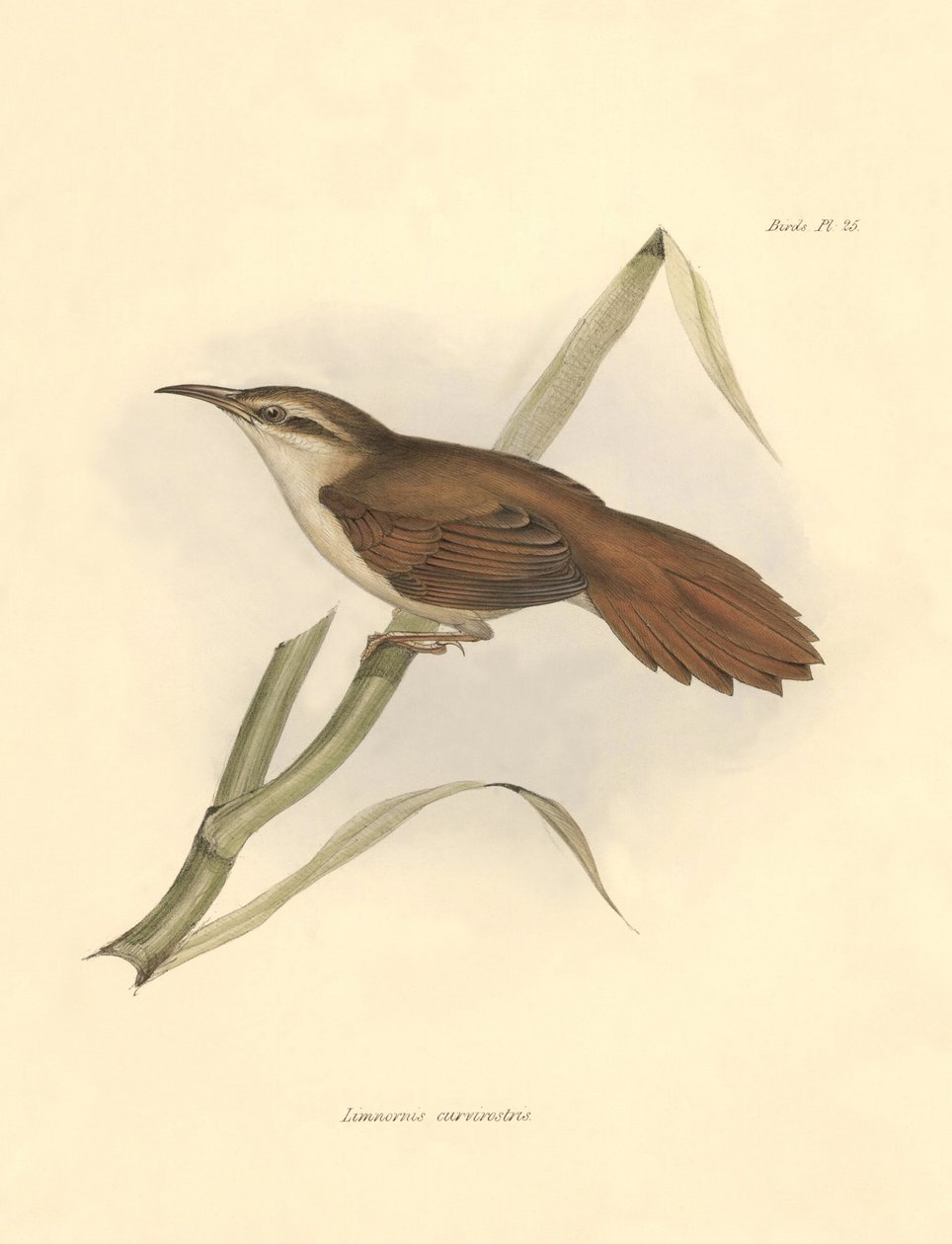 Ornitologi: "Limnornis curvirostris" af furnariid-familien beskrevet af Charles Darwin under hans ekspedition om bord på Beagle. Planche fra "The zoology of the voyage of H.M.S. Beagle. Flight. III, Birds described by John Gould, with notice of their habi af Unbekannter Künstler