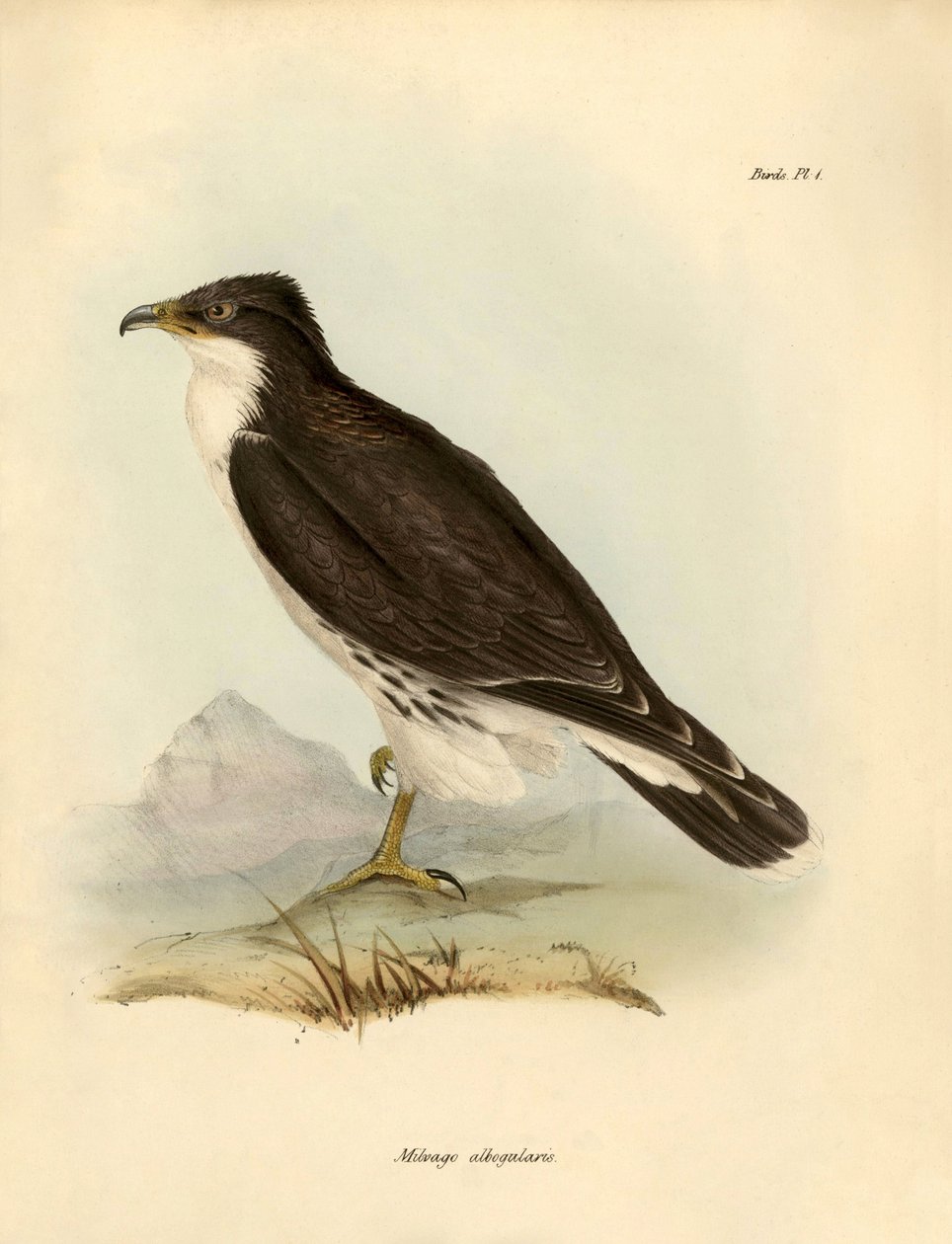 Ornitologi: "Milvago albogularis" eller caracara beskrevet af Charles Darwin (1809-1882) under hans ekspedition om bord på Beagle. Planche fra "Birds described by John Gould, with notice of their habits by Charles Darwin". af Unbekannter Künstler