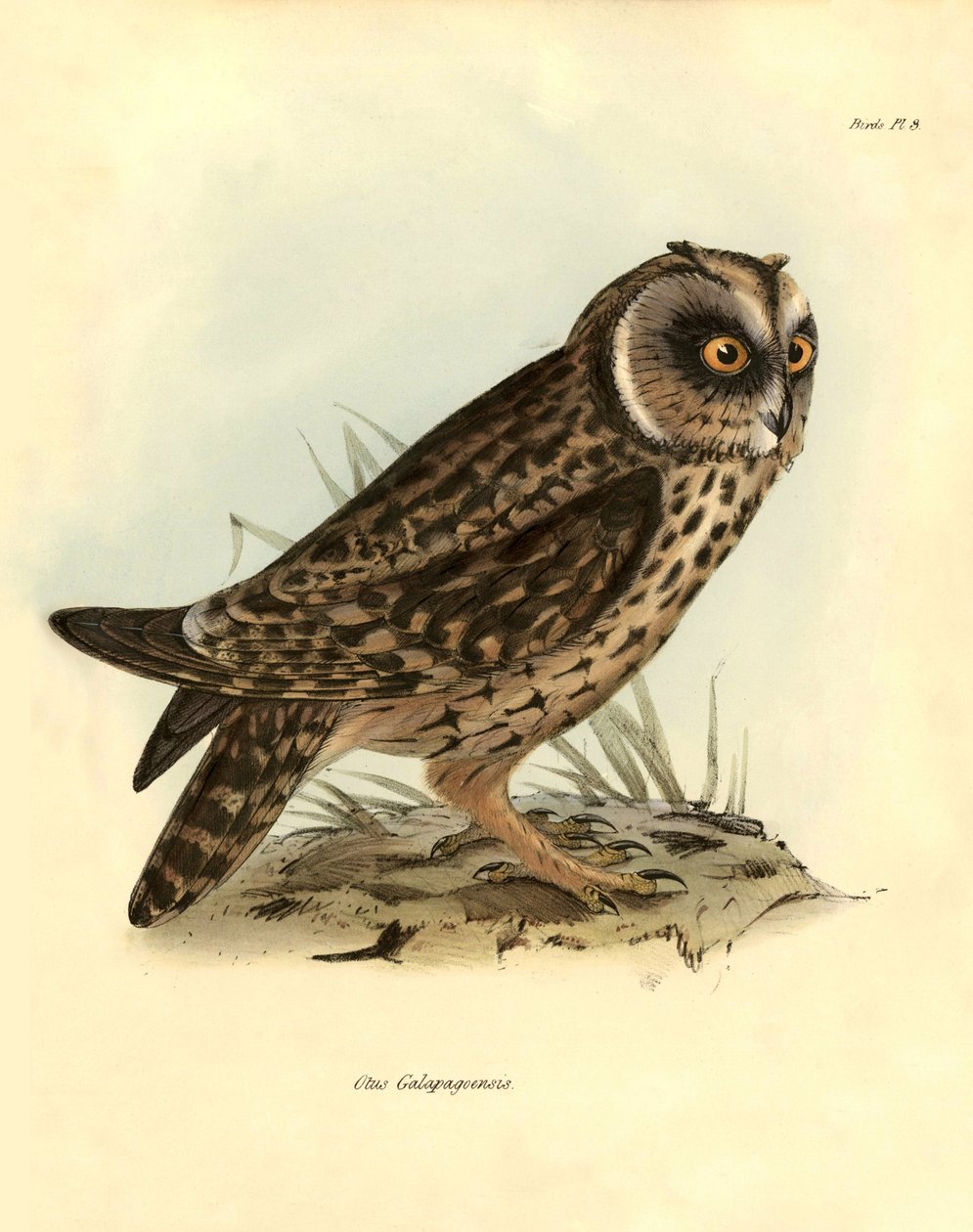 Ornitologi: "Otus Galapagoensis" Galapagos-ugle beskrevet af Charles Darwin (1809-1882) under hans ekspedition ombord på Beagle. Planche fra "Birds described by John Gould, with notice of their habits by Charles Darwin". af Unbekannter Künstler