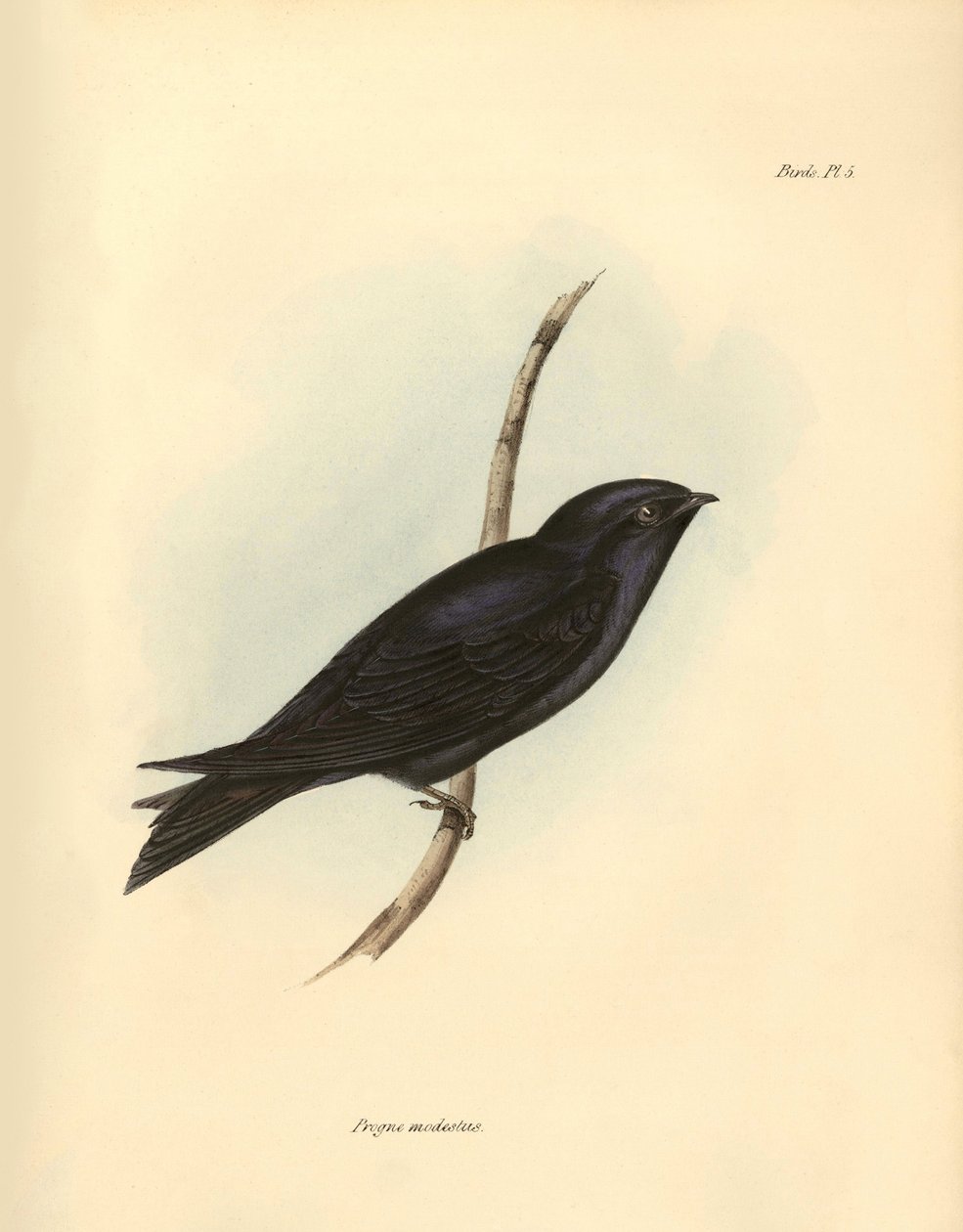Ornitologi: "Progne modestus" af familien Svaler beskrevet af Charles Darwin under hans ekspedition ombord på Beagle. Planche fra "The zoology of the voyage of H.M.S. Beagle. Flight. III, Birds described by John Gould, with notice of their habits by Ch af Unbekannter Künstler