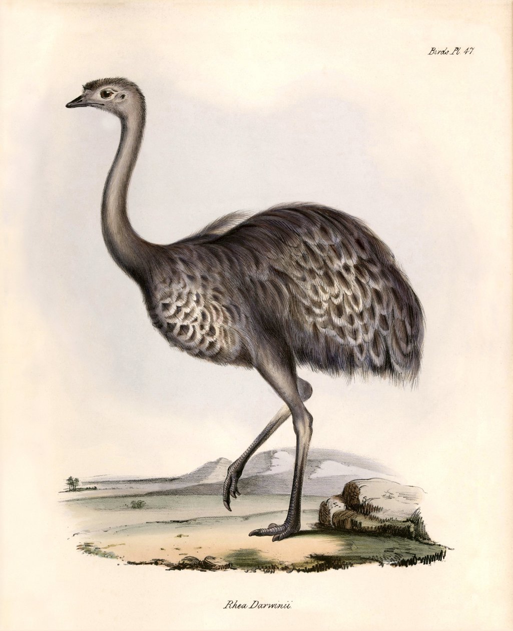 Ornitologi: "Rhea Darwinii" Nandou de Darwin observerer og beskriver af Charles Darwin under hans ekspedition ombord på Beagle. Planche fra "The zoology of the voyage of H.M.S. Beagle. Flight. III, Birds described by John Gould, with notice of their hab af Unbekannter Künstler