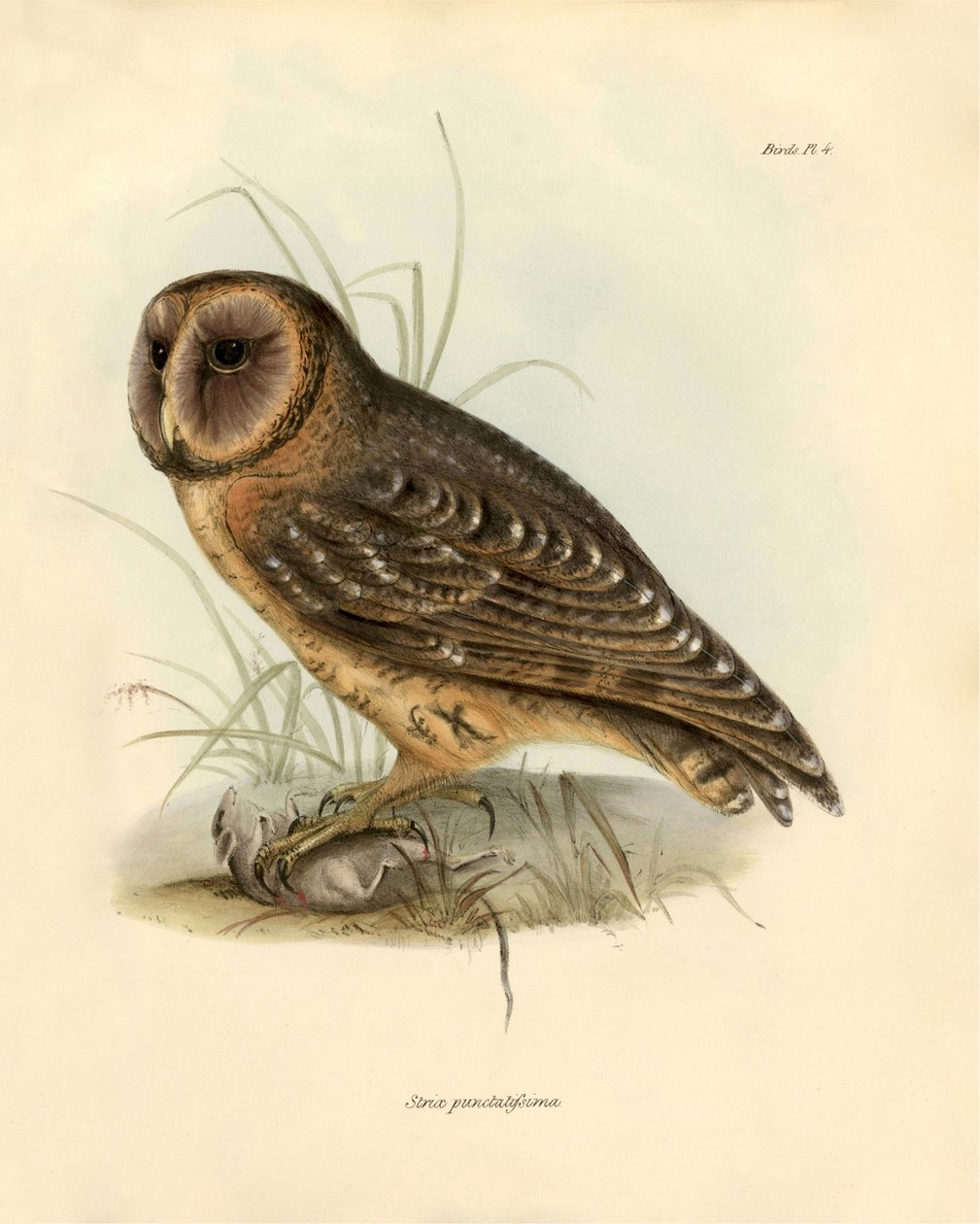 Ornitologi: "Strix punctatissima" ugle beskrevet af Charles Darwin (1809-1882) under hans ekspedition ombord på Beagle. Planche fra "Birds described by John Gould, with notice of their habits by Charles Darwin". af Unbekannter Künstler