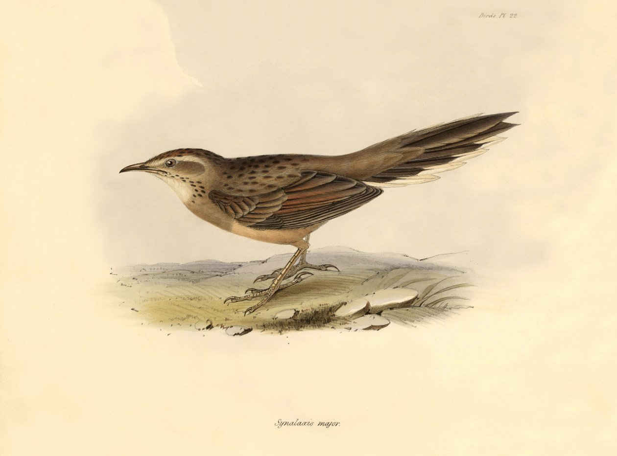 Ornitologi: "Synallaxis major" beskrevet af Charles Darwin under hans ekspedition om bord på Beagle. Planche fra "The zoology of the voyage of H.M.S. Beagle. Flyvning. III, Birds described by John Gould, with notice of their habits by Charles Darwin". af Unbekannter Künstler