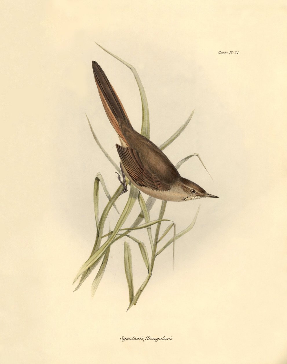 Ornitologi: "Synallaxis rufogularis" beskrevet af Charles Darwin under hans ekspedition om bord på Beagle. Planche fra "The zoology of the voyage of H.M.S. Beagle. Flight. III, Birds described by John Gould, with notice of their habits by Charles Darwin". af Unbekannter Künstler