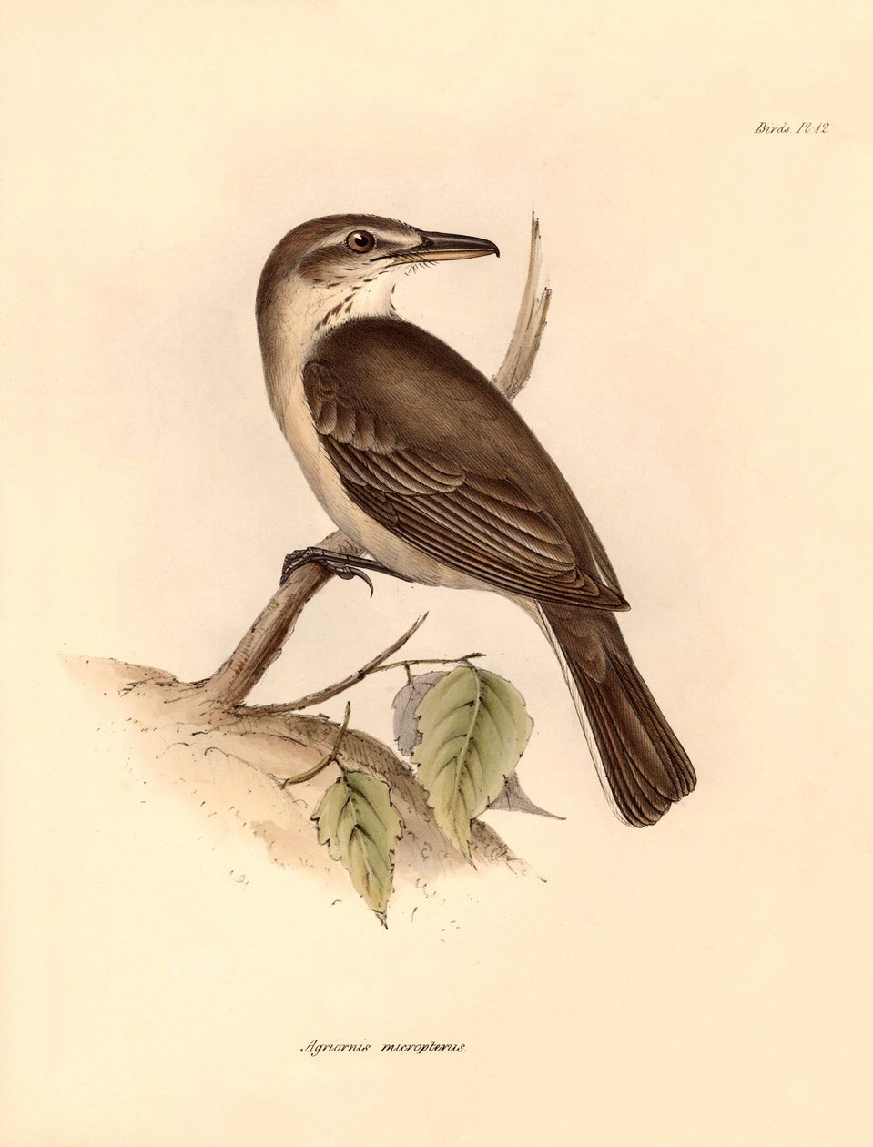Ornitologi: "Agriornis micropterus" eller argentinsk gaucho beskrevet af Charles Darwin under hans opdagelsesrejse om bord på Beagle. Planche fra "The Zoology of the voyage of H.M.S. Beagle under the command of Captain Fitzroy during the years 1832 to af Unbekannter Künstler