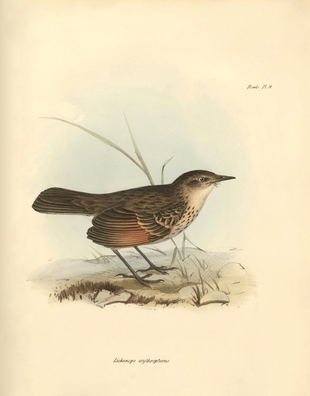 Ornitologi: "Hymenops perspicillata" af fuglefamilien, som Charles Darwin beskrev under sin opdagelsesrejse om bord på Beagle. Planche fra "The Zoology of the voyage of H.M.S. Beagle under the command of Captain Fitzroy during the years 1832 to af Unbekannter Künstler