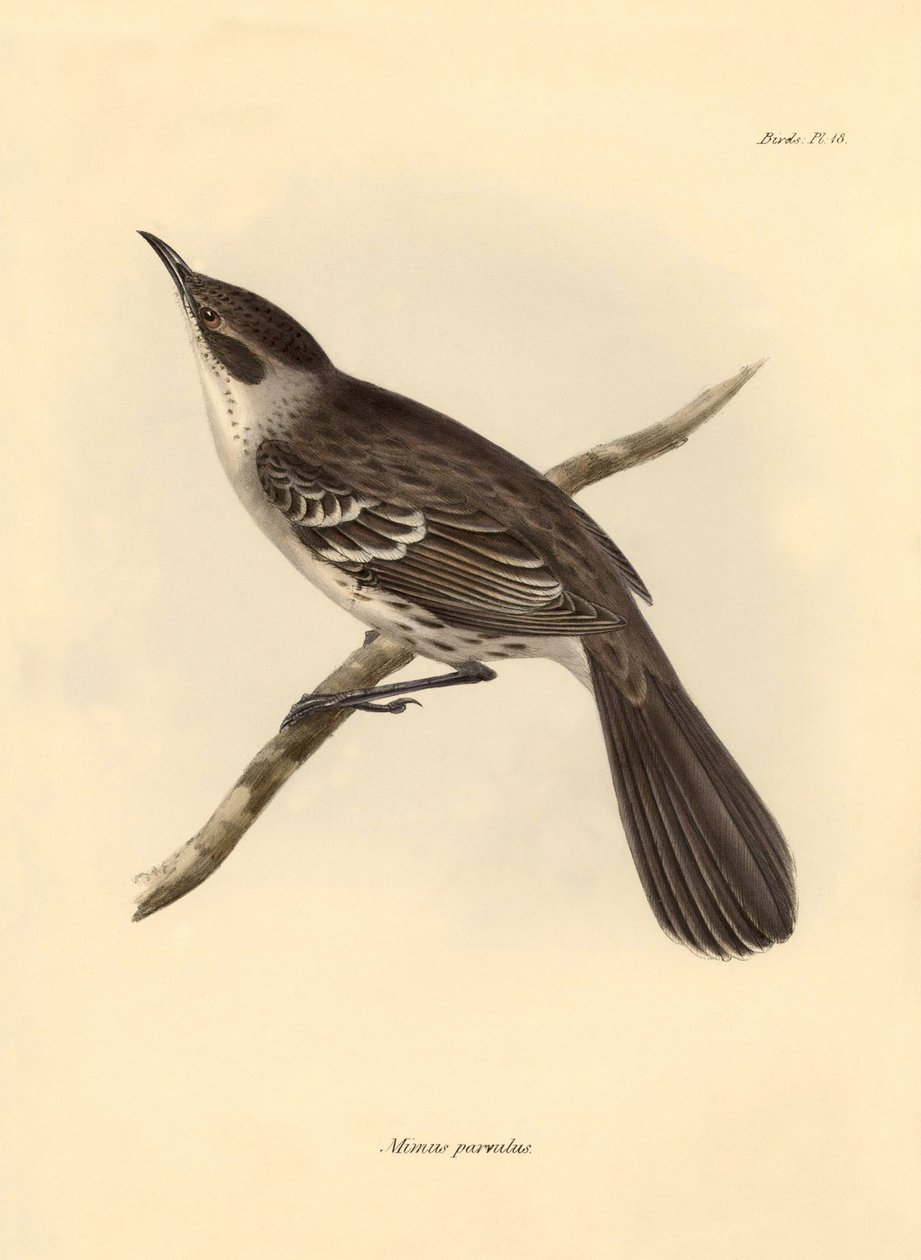 Ornitologi: "Mimus parnilus" af spottefuglefamilien beskrevet af Charles Darwin under hans opdagelsesrejse om bord på Beagle. Planche fra "The Zoology of the voyage of H.M.S. Beagle under the command of Captain Fitzroy during the years 1832 to 1836". af Unbekannter Künstler