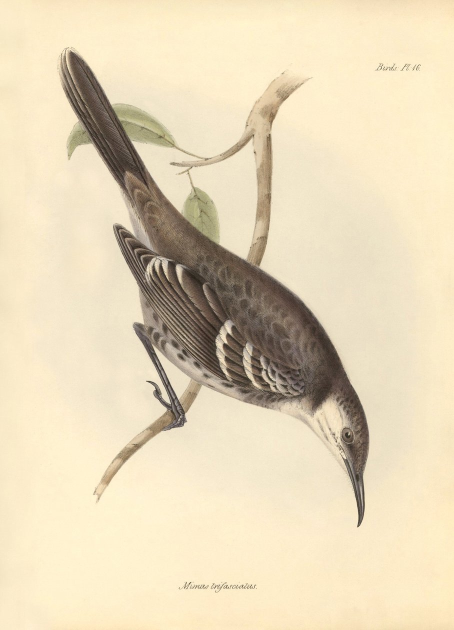 Ornitologi: "Mimus trifasciatus" af spottefuglefamilien beskrevet af Charles Darwin under hans opdagelsesrejse ombord på Beagle. Planche fra "The Zoology of the voyage of H.M.S. Beagle under the command of Captain Fitzroy during the years 1832 to 1 af Unbekannter Künstler