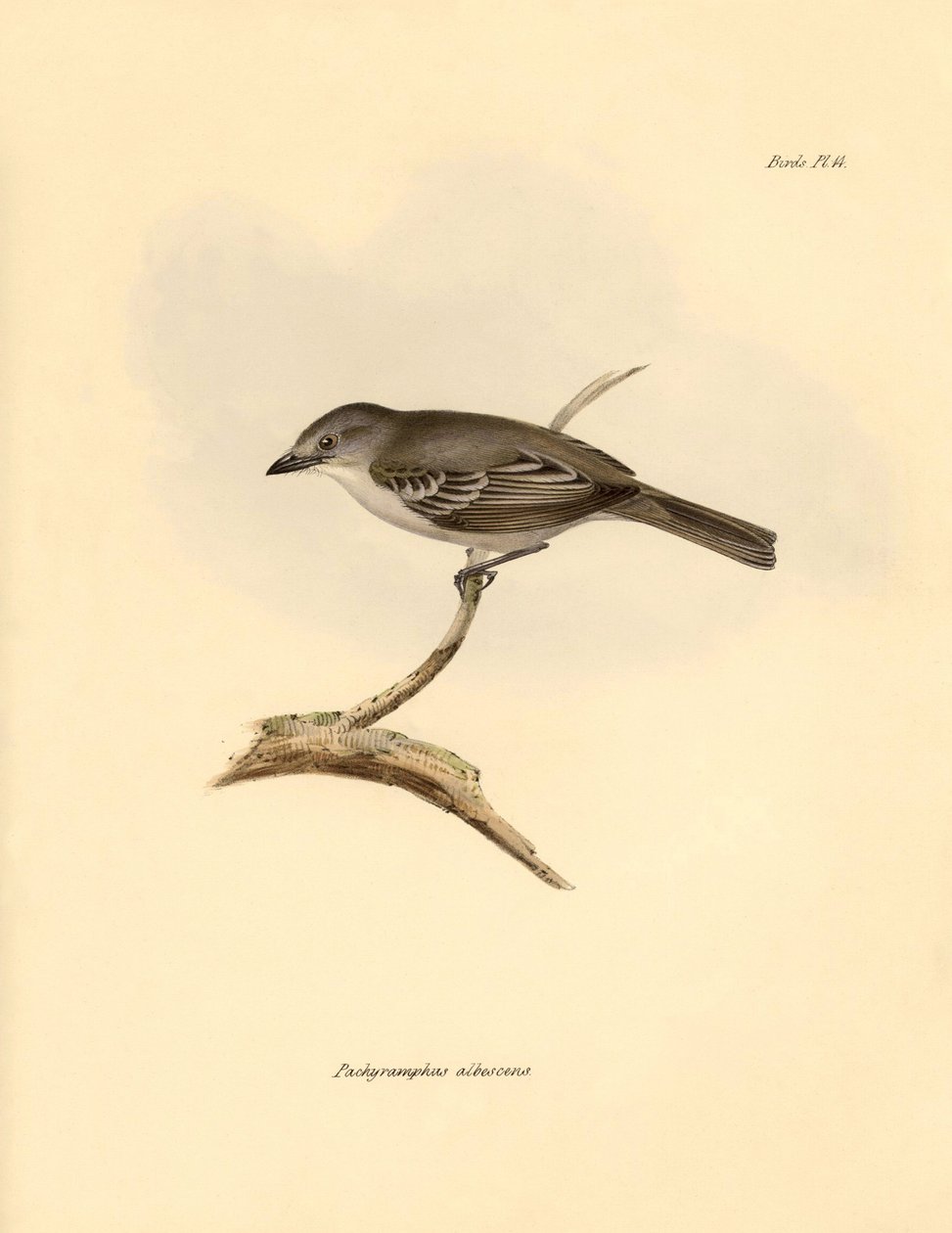 Ornitologi: "Pachyramphus albescens" af bøgefamilien beskrevet af Charles Darwin under hans opdagelsesrejse om bord på Beagle. Planche fra "The Zoology of the voyage of H.M.S. Beagle under the command of Captain Fitzroy during the years 1832 to af Unbekannter Künstler