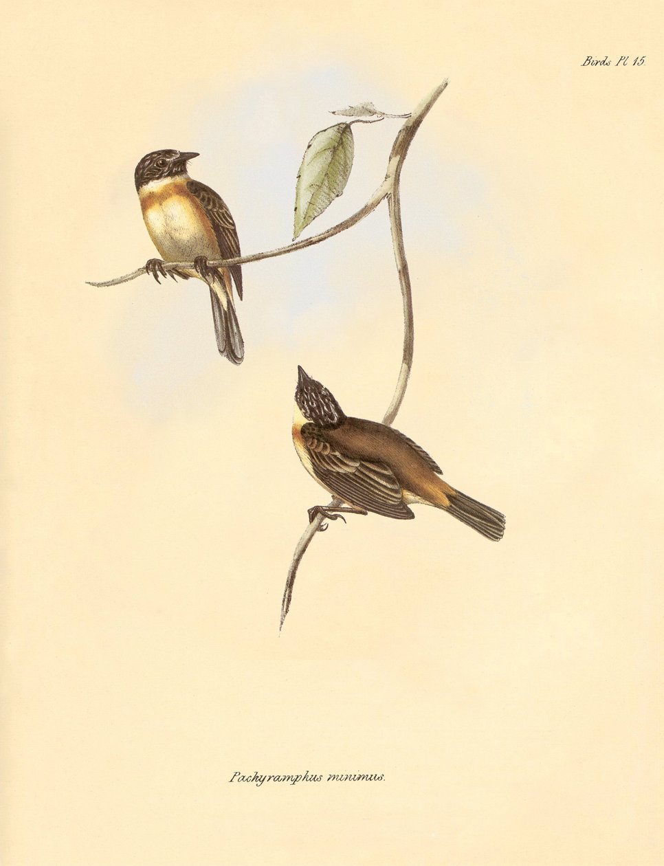 Ornitologi: "Pachyramphus minimus" af bøgefamilien beskrevet af Charles Darwin under hans opdagelsesrejse om bord på Beagle. Planche fra "The Zoology of the voyage of H.M.S. Beagle under the command of Captain Fitzroy during the years 1832 to 1 af Unbekannter Künstler