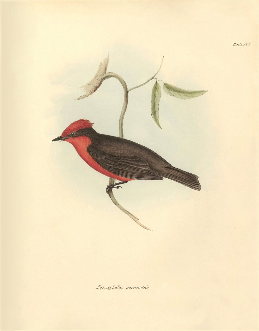 Ornitologi: "Pyrocephalus parvirostris" af den fuglefamilie, som Charles Darwin beskrev under sin opdagelsesrejse om bord på Beagle. Planche fra "The Zoology of the voyage of H.M.S. Beagle under the command of Captain Fitzroy during the years 1832 t af Unbekannter Künstler