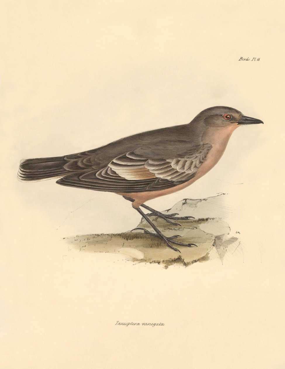 Ornitologi: "Taenioptera variegata" beskrevet af Charles Darwin under hans opdagelsesrejse om bord på Beagle. Planche fra "The Zoology of the voyage of H.M.S. Beagle under the command of Captain Fitzroy during the years 1832 to 1836 edited and supe af Unbekannter Künstler