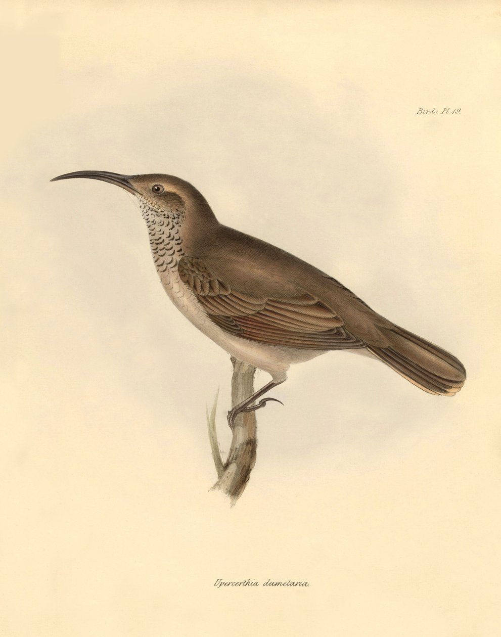 Ornitologi: "Upercerthia dumetaria" beskrevet af Charles Darwin under hans opdagelsesrejse om bord på Beagle. Planche fra "The Zoology of the voyage of H.M.S. Beagle under the command of Captain Fitzroy during the years 1832 to 1836 edited and supe af Unbekannter Künstler