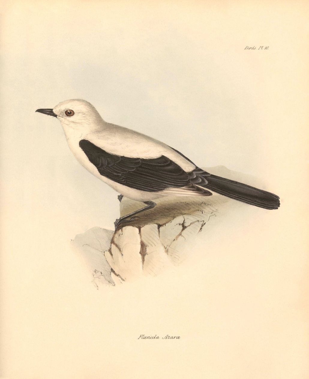 Ornitologi: "Fluvicola azarea" eller fluesnapperen beskrevet af Charles Darwin under hans opdagelsesrejse ombord på Beagle. Planche fra "The Zoology of the voyage of H.M.S. Beagle under the command of Captain Fitzroy during the years 1832 to 1836 edited". af Unbekannter Künstler