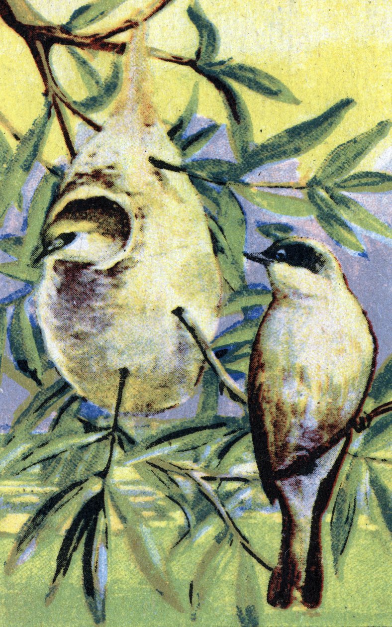 Ornitologi: remiz (Remiz pendulinus) (eurasisk pendulfugl) Kromolitografi 19. århundrede Privat samling af Unbekannter Künstler